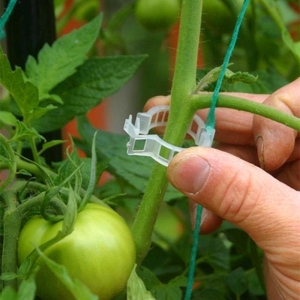 Pomidorų augalų tvirtinimo laikikliai "Geriausias derlius" (50 vnt.)