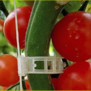 Pomidorų augalų tvirtinimo laikikliai "Geriausias derlius" (50