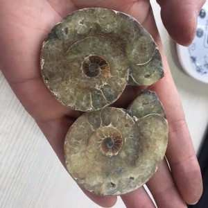 Akmeninė fosilija "Nuostabioji kriauklė 9" (amonitas)