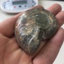 Akmeninė fosilija "Nuostabioji kriauklė 9" (amonitas)