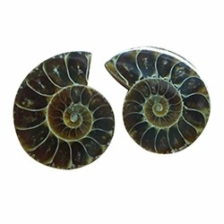 Fosilijos