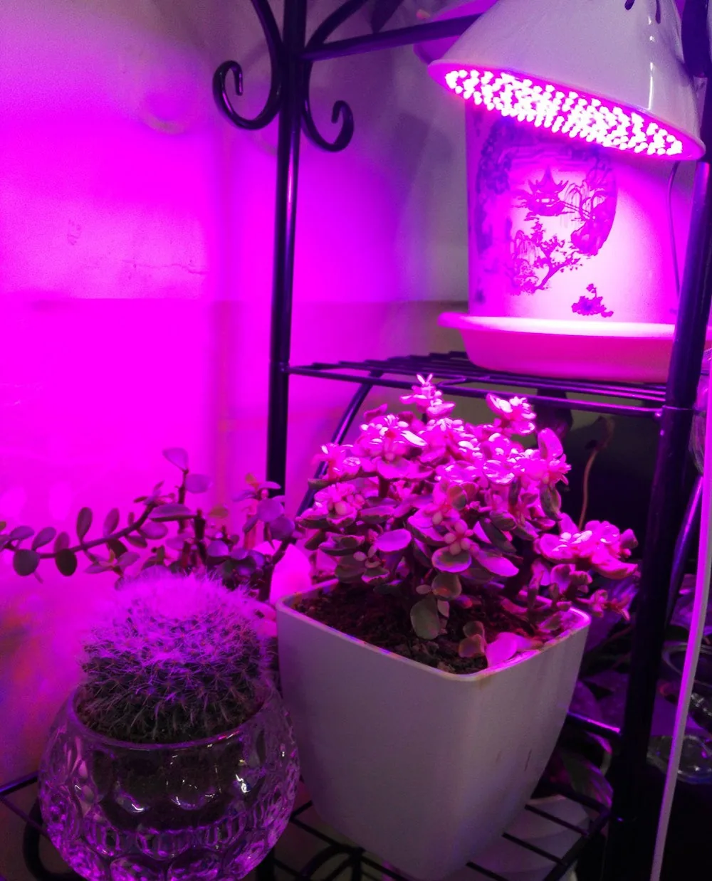 106 LED lemputė augalams "Puikioji šviesa 6"